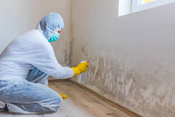Licensed Black Mold Remediation service in Louisville, IL - Mold Remediation HQ
