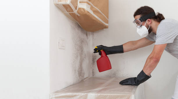 Professional Black Mold Remediation technician working in Louisville, IL
