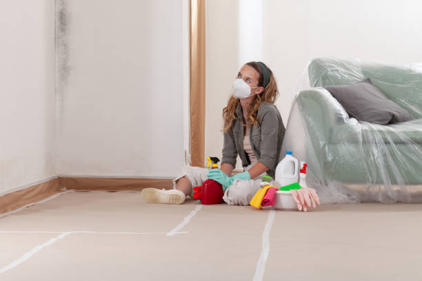 Reliable Black Mold Remediation contractor in Louisville, IL by Mold Remediation HQ