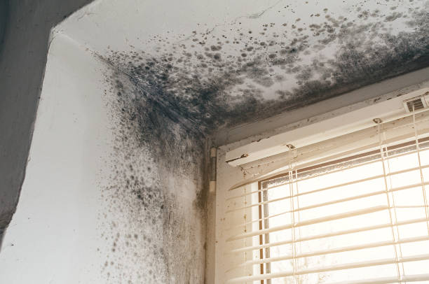 Affordable Black Mold Remediation solutions in Louisville, IL