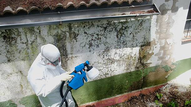 Top rated local Black Mold Remediation specialists in Louisville, IL